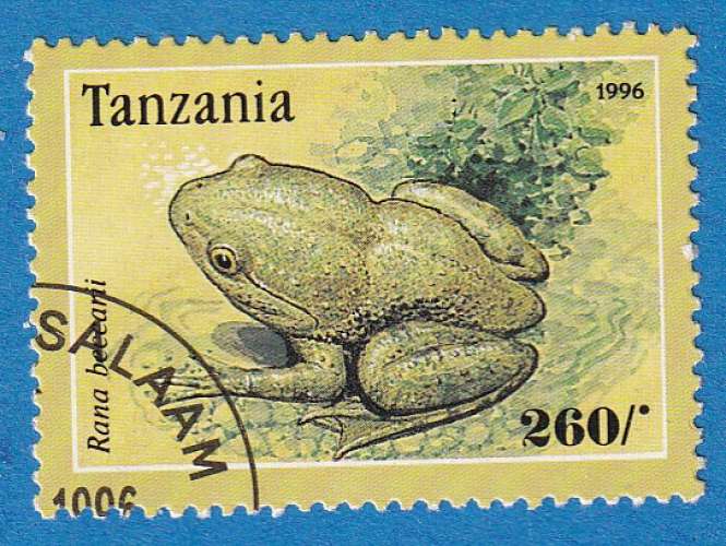 Tanzanie 1996 Grenouilles.Rana beccarii. C5