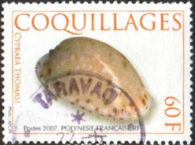 Coquillage : Cypraea Thomasi (2007) - YT 805 °