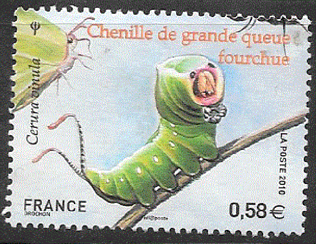 France - YT 4499  obl - Chenille de grande queue fourchue (2010) 