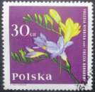 miniature POLOGNE N°1395 Freesia oblitéré