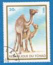 miniature Tchad 1973 Animaux domestiques.Camelus droedarius. C5